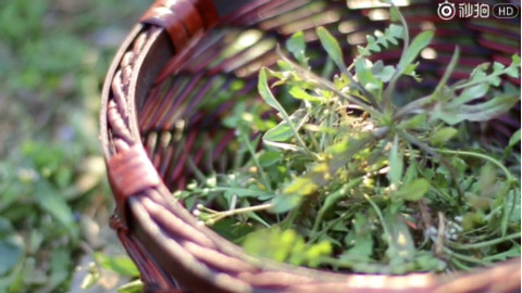 据说:没吃过野菜的春天,不是完美的春天。